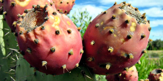 nopal kaktusz fogyás a kellogg k segít a fogyásban