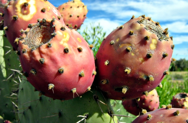 nopal kaktusz fogyás dobja le a fontokat 3 nap alatt