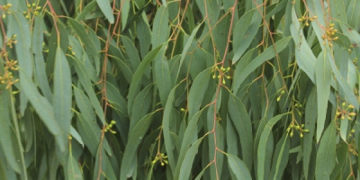 egeszsegugyelet-termeszetesen-gyogynovenyabc-eukaliptusz