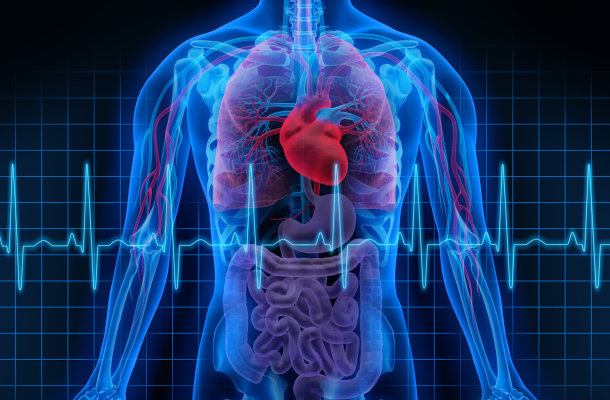 szív-egészségügyi tények és érdekességek